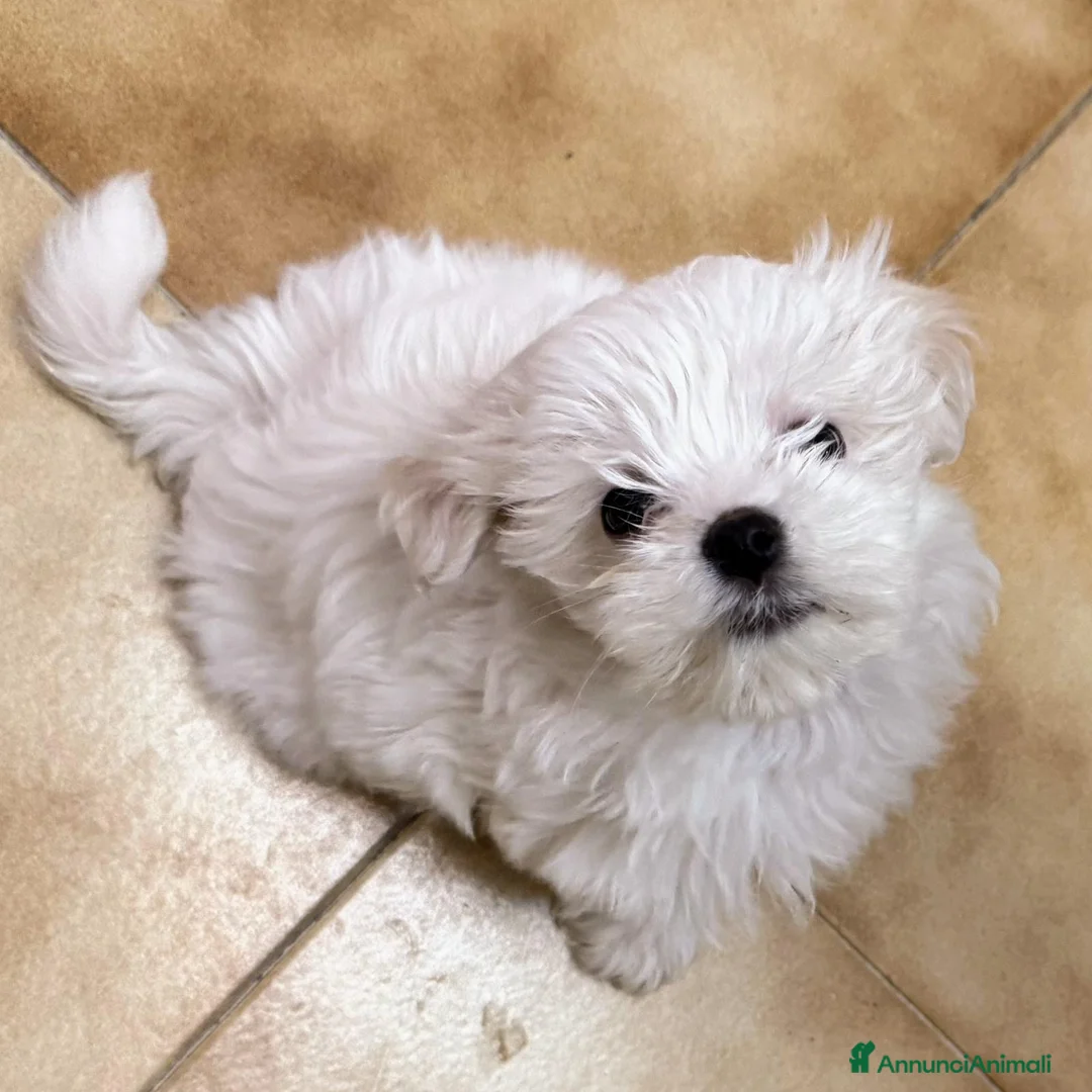 Maltese cani in vendita: Maltese mini toy - Annuncio 2