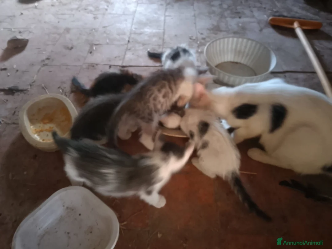 Meticcio gatti in regalo: REGALO gattini di campagna. a Provincia di Reggio Emilia - Annuncio 4