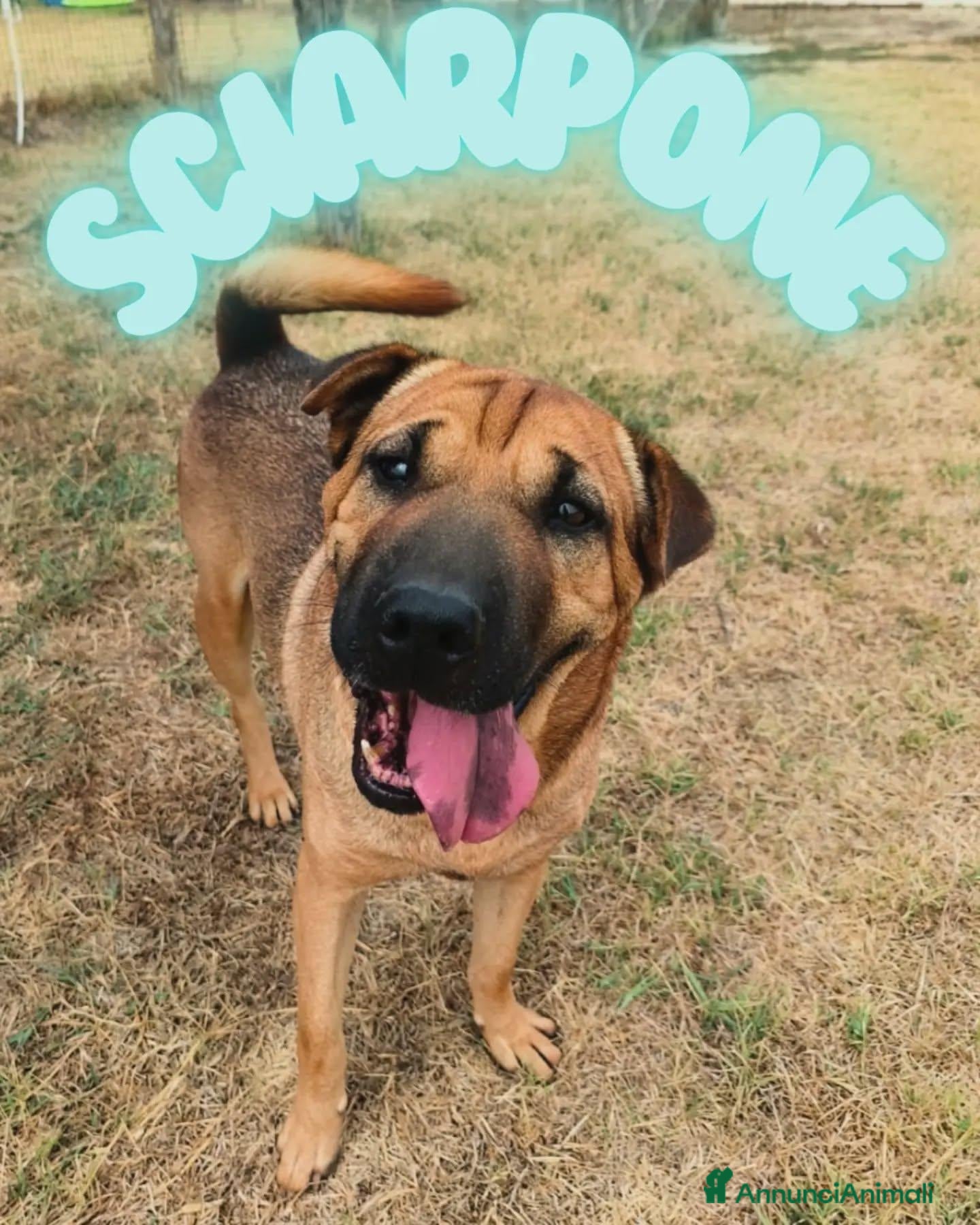 Shar Pei cani Sharpone - Annuncio 2