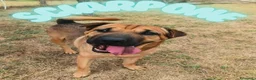 Shar Pei cani in regalo: Sharpone - Annuncio 1