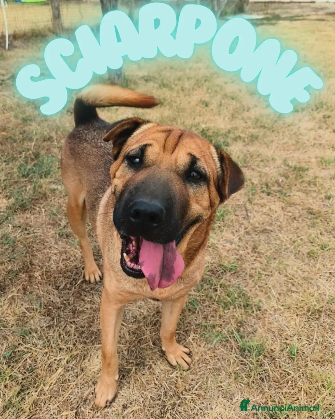 Shar Pei cani in regalo: Sharpone - Annuncio 1