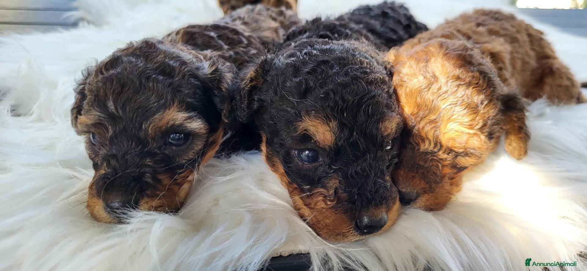 Barboncino cani Cuccioli di Barboncino - Annuncio 21
