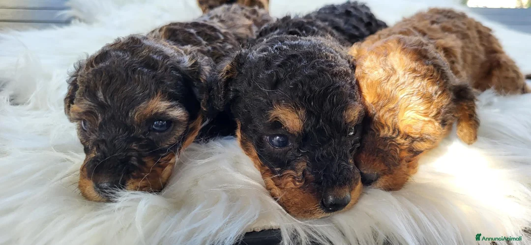 Barboncino cani in vendita: Cuccioli di Barboncino - Annuncio 1