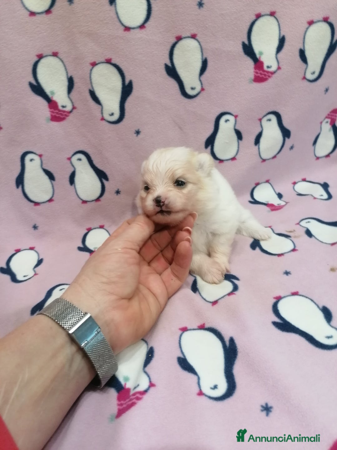 Volpino Pomerania cani in vendita: Volpino Pomerania  - Annuncio 1