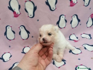 Volpino Pomerania cani Volpino Pomerania - Annuncio 7