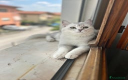 British gatti per accoppiamento: Monta  a Provincia di Treviso - Immagine 1