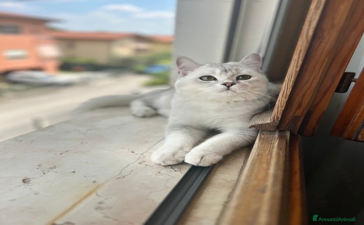 British gatti a Provincia di Treviso - Annuncio 1
