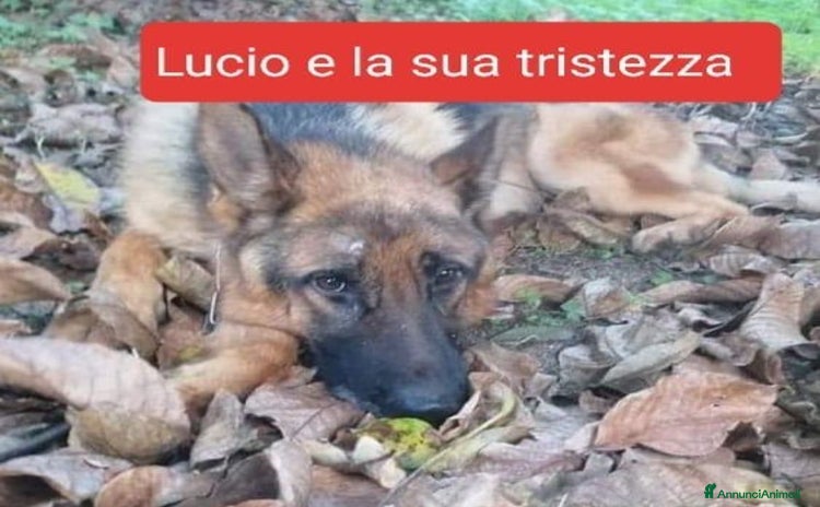 Pastore Tedesco cani a Provincia di Lodi - Annuncio 1