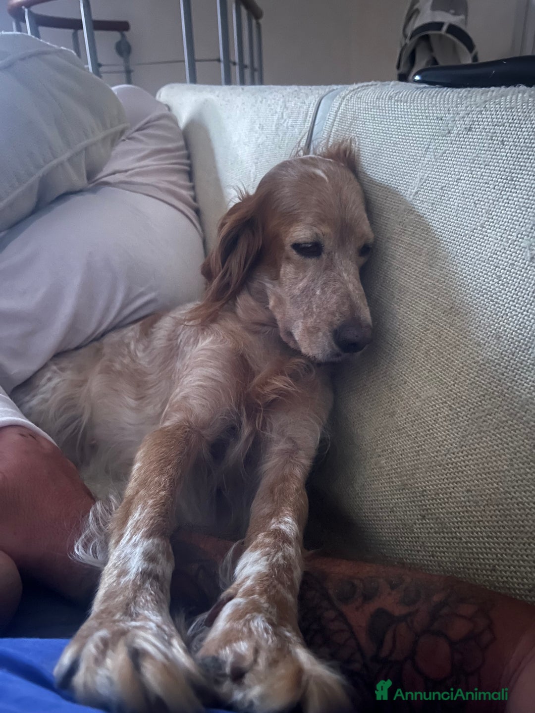 Setter Inglese cani in vendita: Cuccioli setter inglese  - Annuncio 6