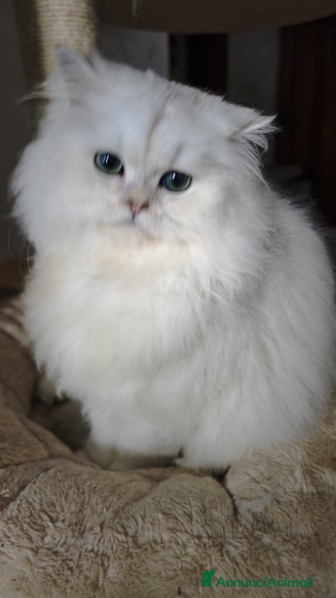 British gatti in vendita: British longhair - Annuncio 8