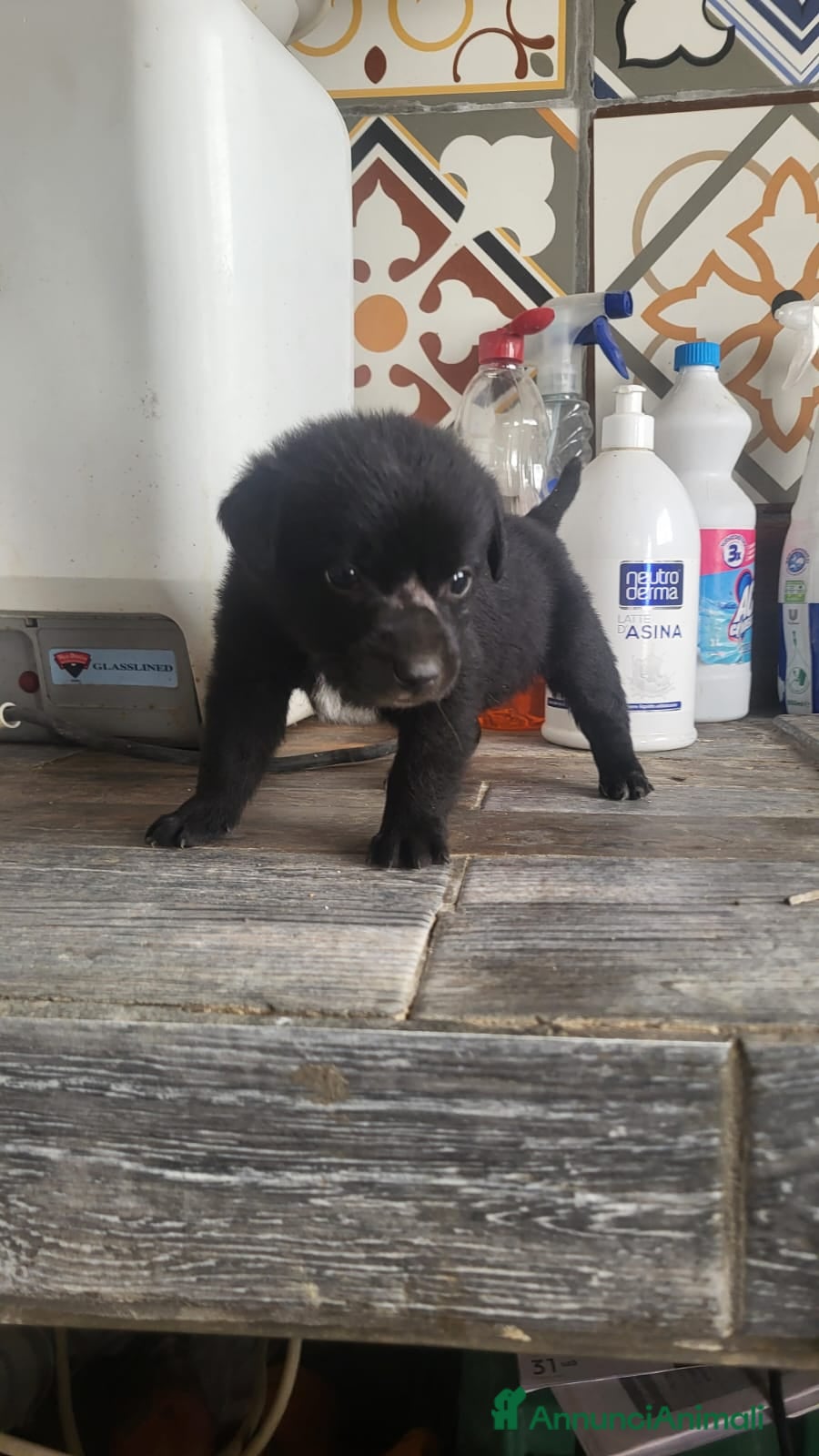 Meticcio cani Regalo cuccioli taglia media - Annuncio 1