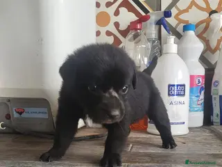 Meticcio cani Regalo cuccioli taglia media - Annuncio 1