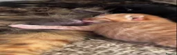 Europeo gatti in regalo: Gattini arancioni  - Annuncio 3