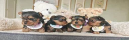 Yorkshire cani in vendita: Cuccioli di Yorkshire Terrier in Ottima Salute - Annuncio 9