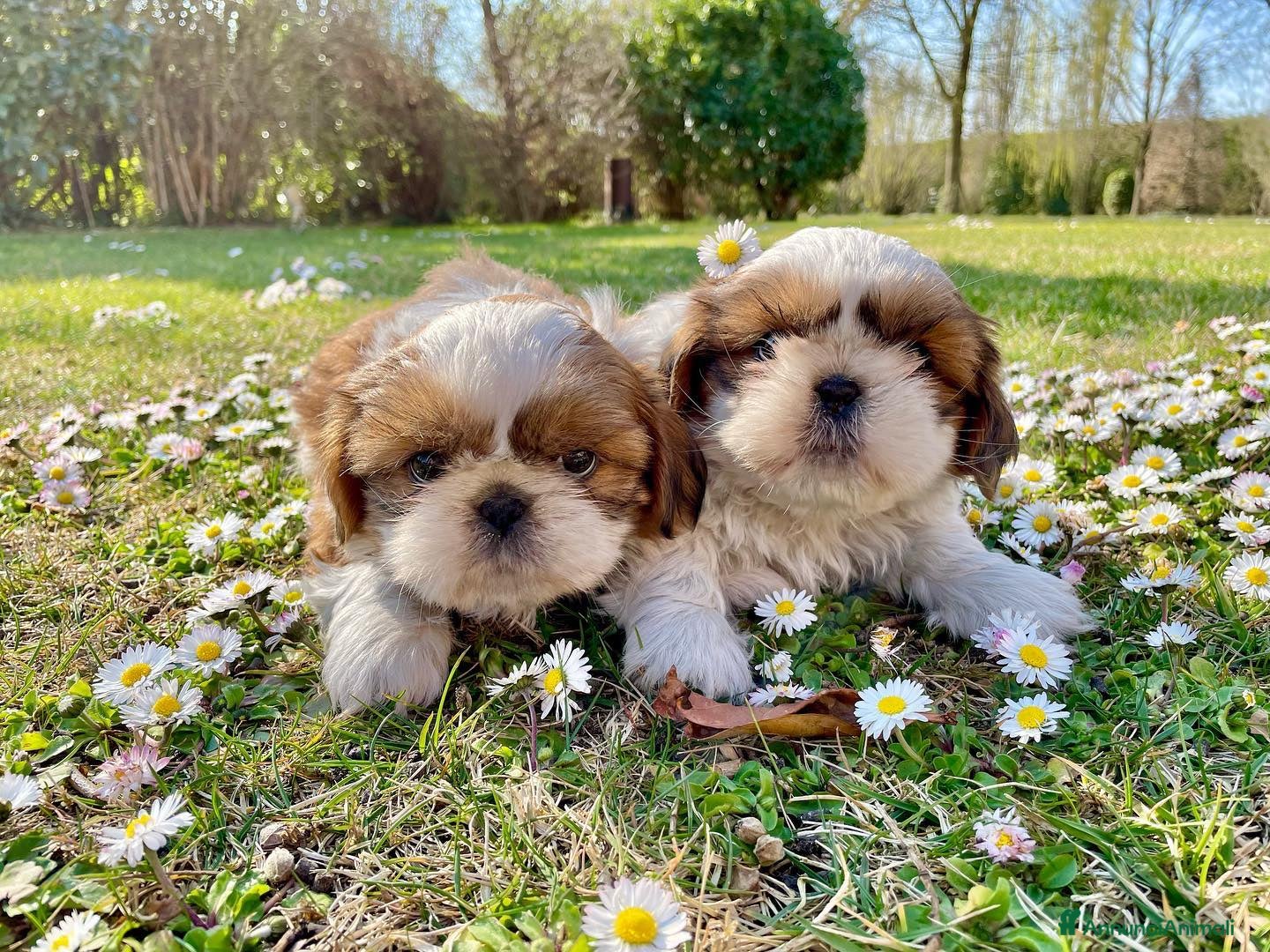 Shih Tzu cani Piccoli cuccioli Shihtzu con Pedigree ENCI a Città metropolitana di Roma Capitale - Annuncio 2