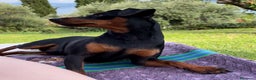 Pinscher Tedesco cani per accoppiamento: Zwergpinscher Accoppiamento - Annuncio 2