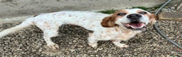 Setter Inglese cani in regalo: Diana 4 anni setter inglese - Annuncio 1