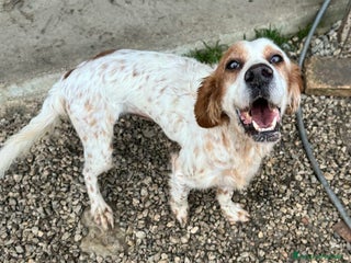 Setter Inglese cani Diana 4 anni setter inglese - Annuncio 1