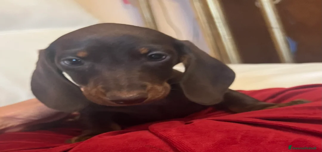 Immagine della galleria {{count}}