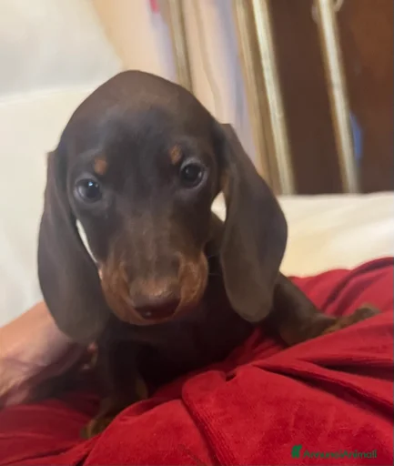 Immagine della galleria {{count}}