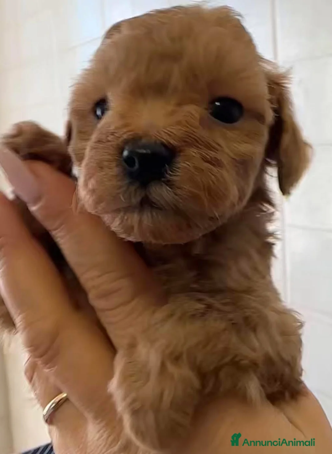 Barboncino cani in vendita: Barboncino nano❤️ - Annuncio 1