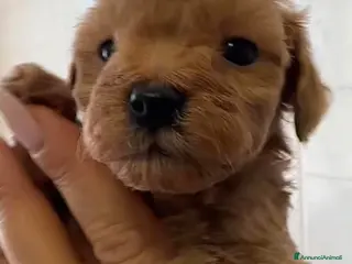 Barboncino cani Barboncino nano❤️ - Annuncio 4