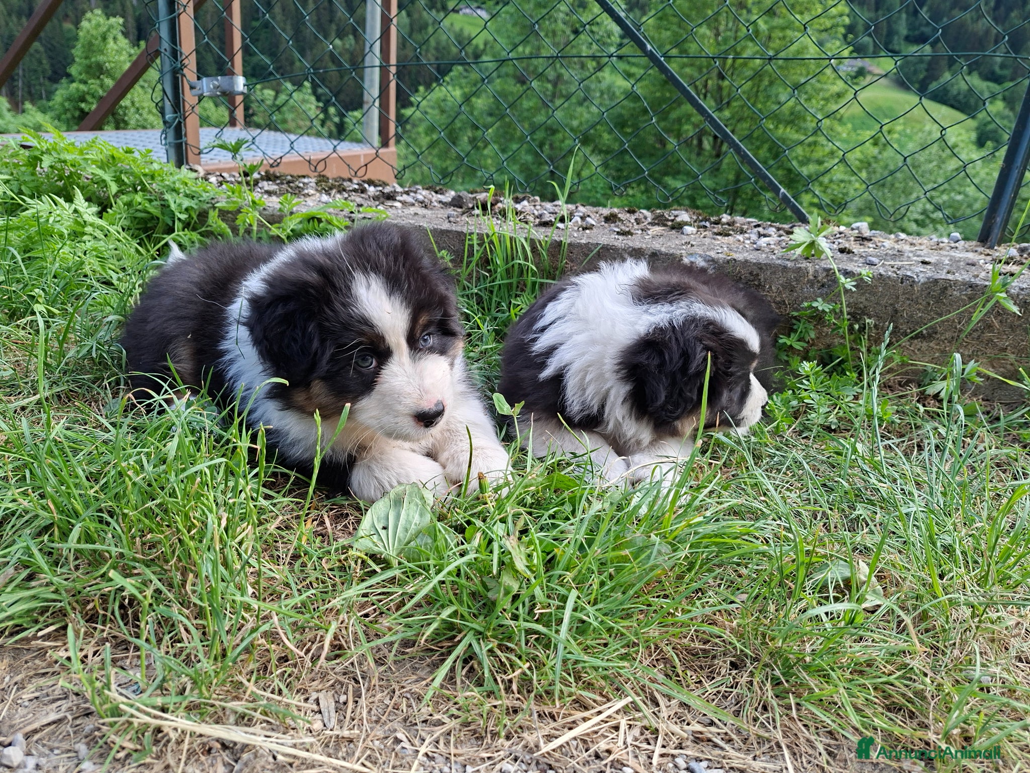 Australian Shepherd cani in vendita: Cucciole blacktricolor nbt - Annuncio 6
