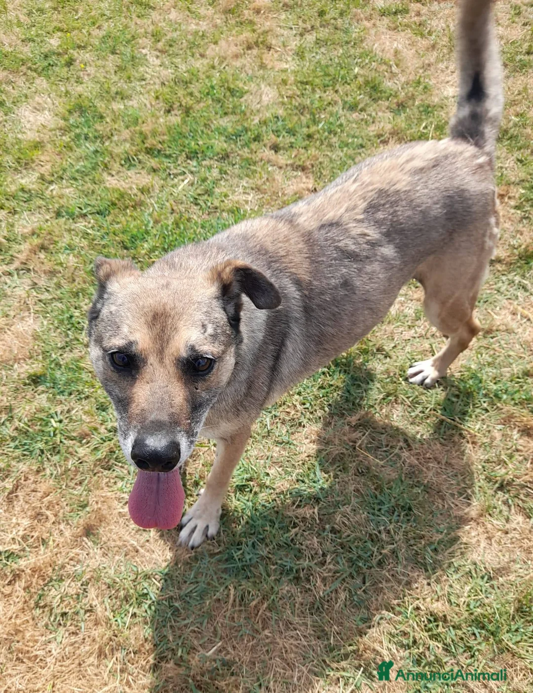 Meticcio cani in regalo: FRANZ, regaliamogli un futuro - Annuncio 11