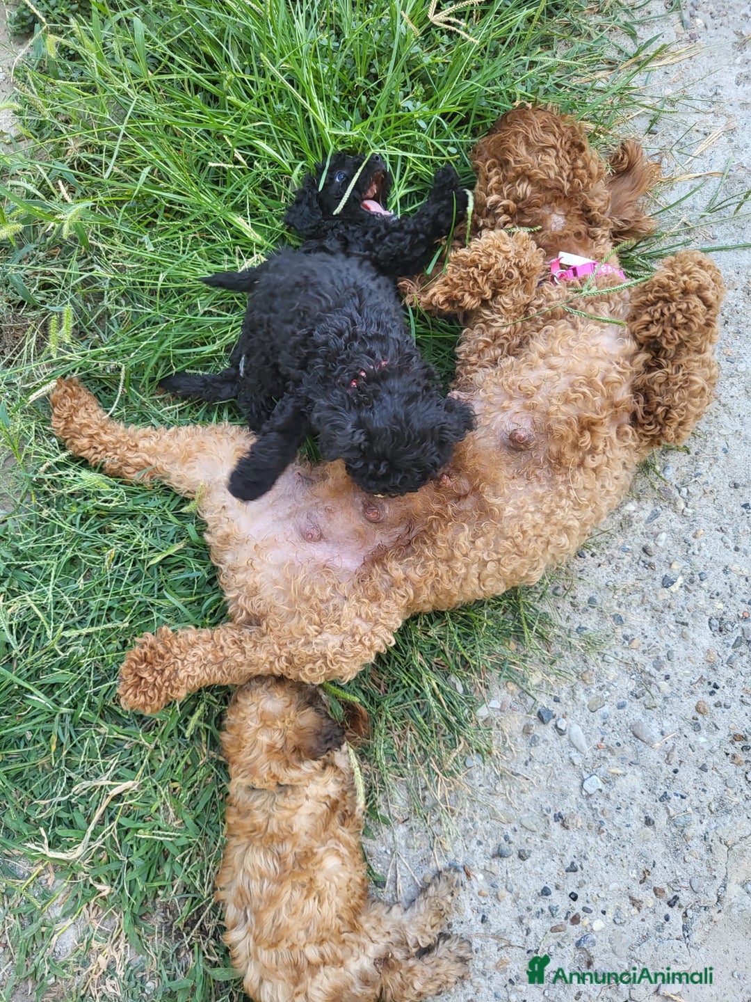 Barboncino cani in vendita: cuccioli di barboncino - Annuncio 2
