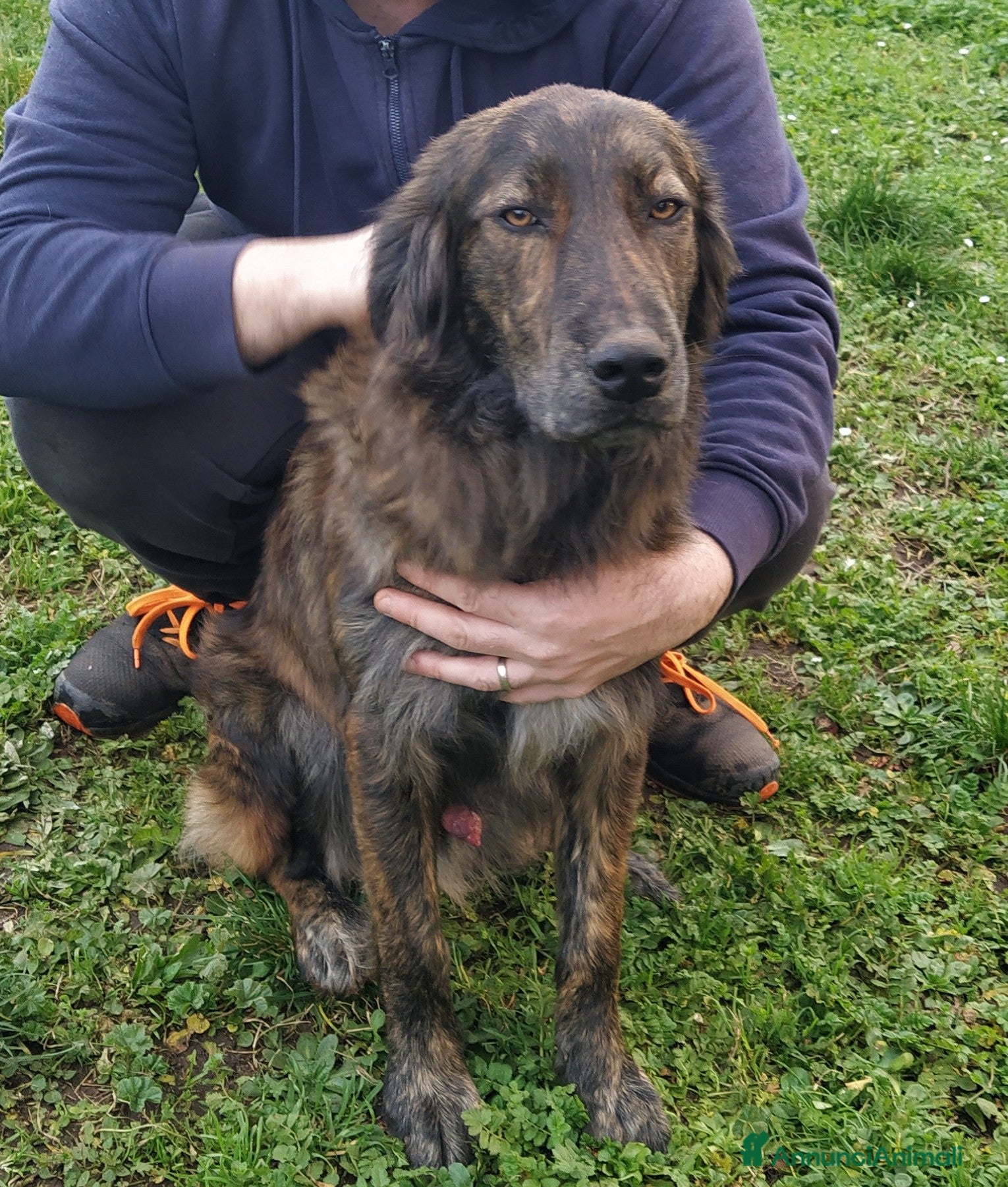 Altre razze cani Splendido jango a Provincia di Viterbo - Annuncio 42