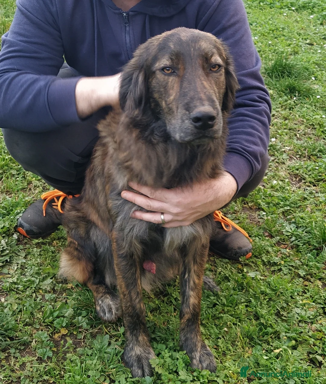 Altre razze cani in regalo: Splendido jango a Provincia di Viterbo - Annuncio 1