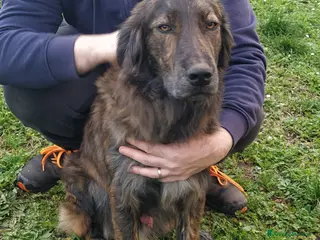 Altre razze cani Splendido jango a Provincia di Viterbo - Annuncio 20