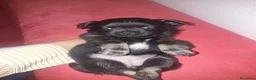 Meticcio cani in vendita: Bellissimi cuccioli piccola TAGLIA - Annuncio 3