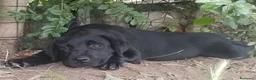 Labrador cani in vendita: Cuccioli  di Labrador Retriever  - Annuncio 2