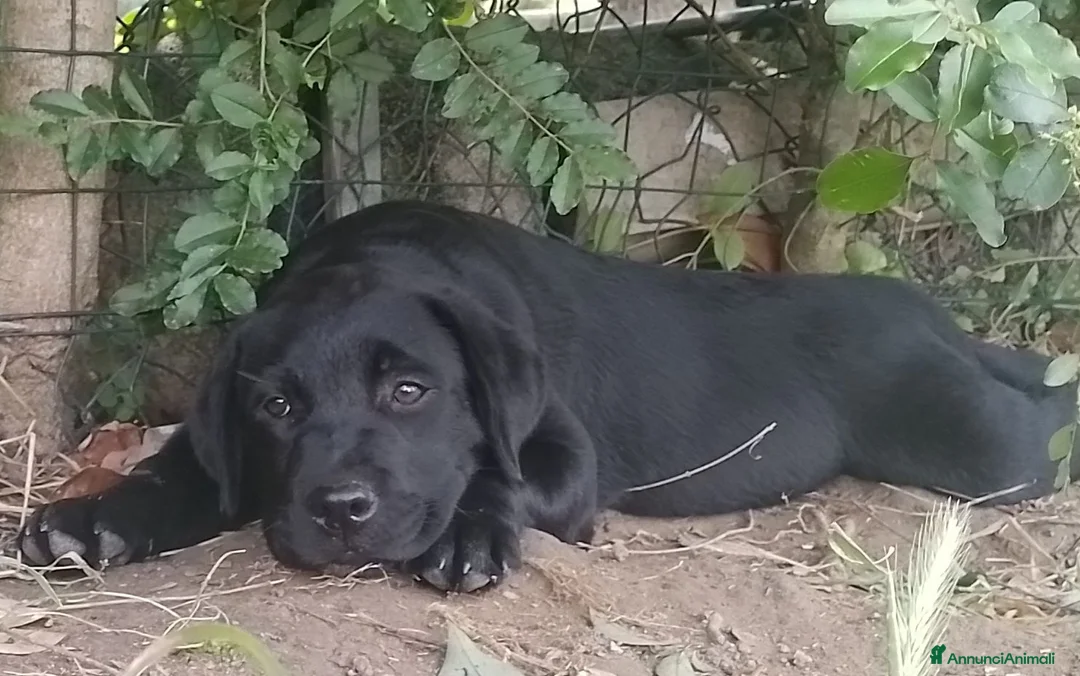 Labrador cani in vendita: Cuccioli  di Labrador Retriever  - Annuncio 2