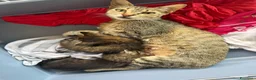 Meticcio gatti in regalo: Regalo cuccioli di gattino  - Annuncio 2