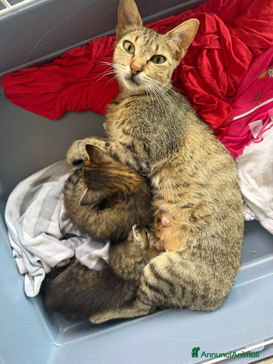 Meticcio gatti in regalo: Regalo cuccioli di gattino  - Annuncio 2
