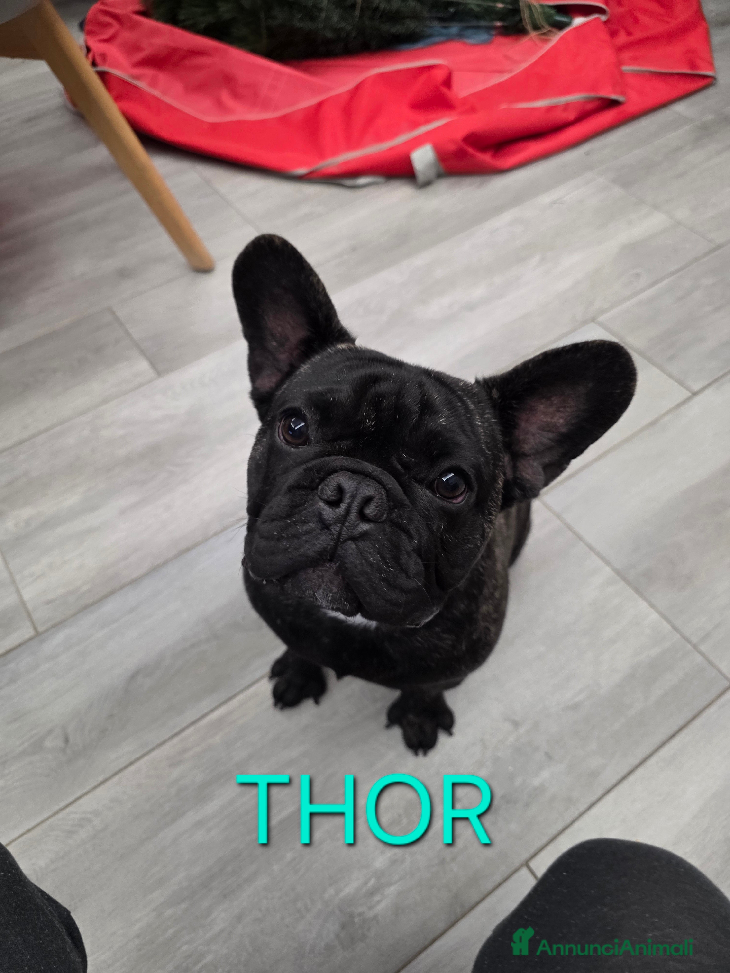 Bulldog Francese cani Cuccioli bulldog francese con pedigree  - Annuncio 32