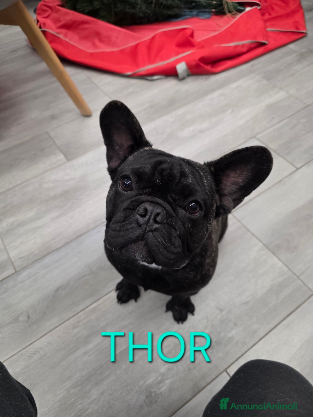 Bulldog Francese cani in vendita: Cuccioli bulldog francese con pedigree  - Annuncio 1