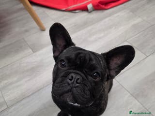 Bulldog Francese cani Cuccioli bulldog francese con pedigree - Annuncio 32