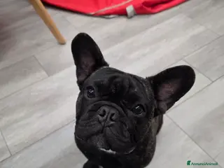 Bulldog Francese cani Cuccioli bulldog francese con pedigree - Annuncio 1