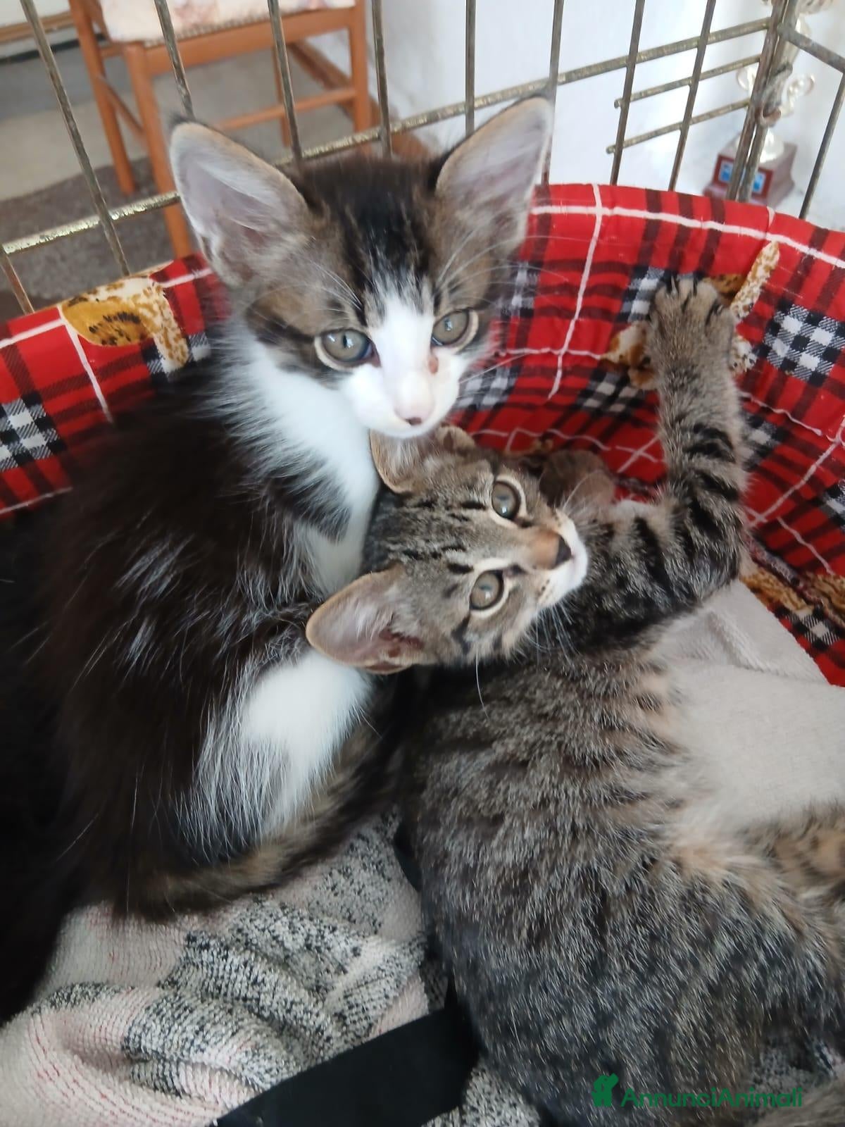 Meticcio gatti Due fratellini cercano casa - Annuncio 1