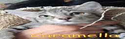 Europeo gatti in regalo: GIUGGIOLO E CARAMELLA - Annuncio 1