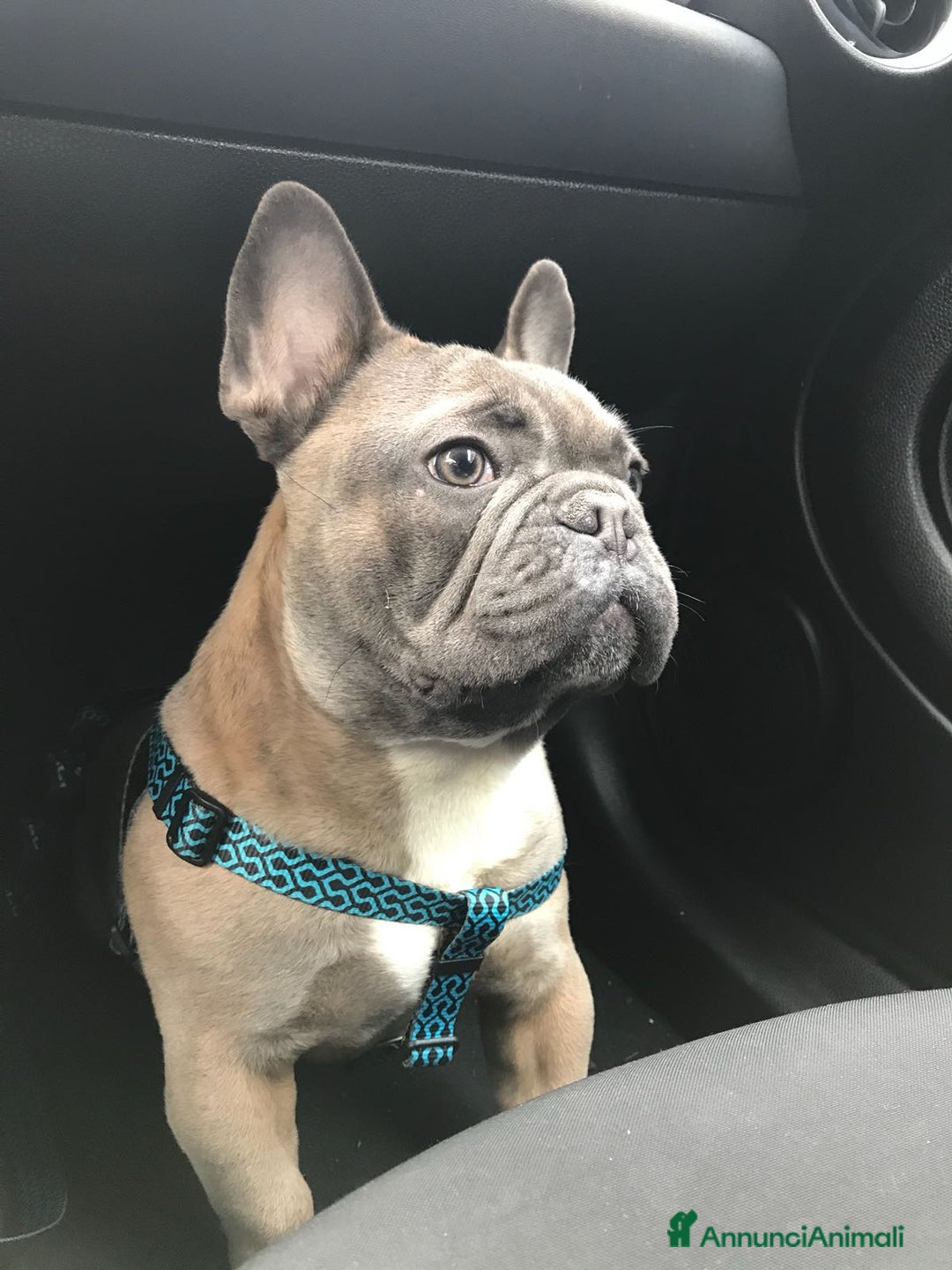 Immagine della galleria {{count}}