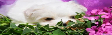 Maltese 2