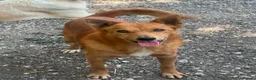 Meticcio cani in regalo: Il cagnolino x tutti, 11/12 chili, 3 anni  - Annuncio 5