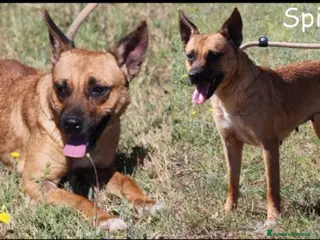 Meticcio cani Simil pastorina adulta in miniatura(9/10kg)ROMA a Città metropolitana di Milano - Annuncio 9