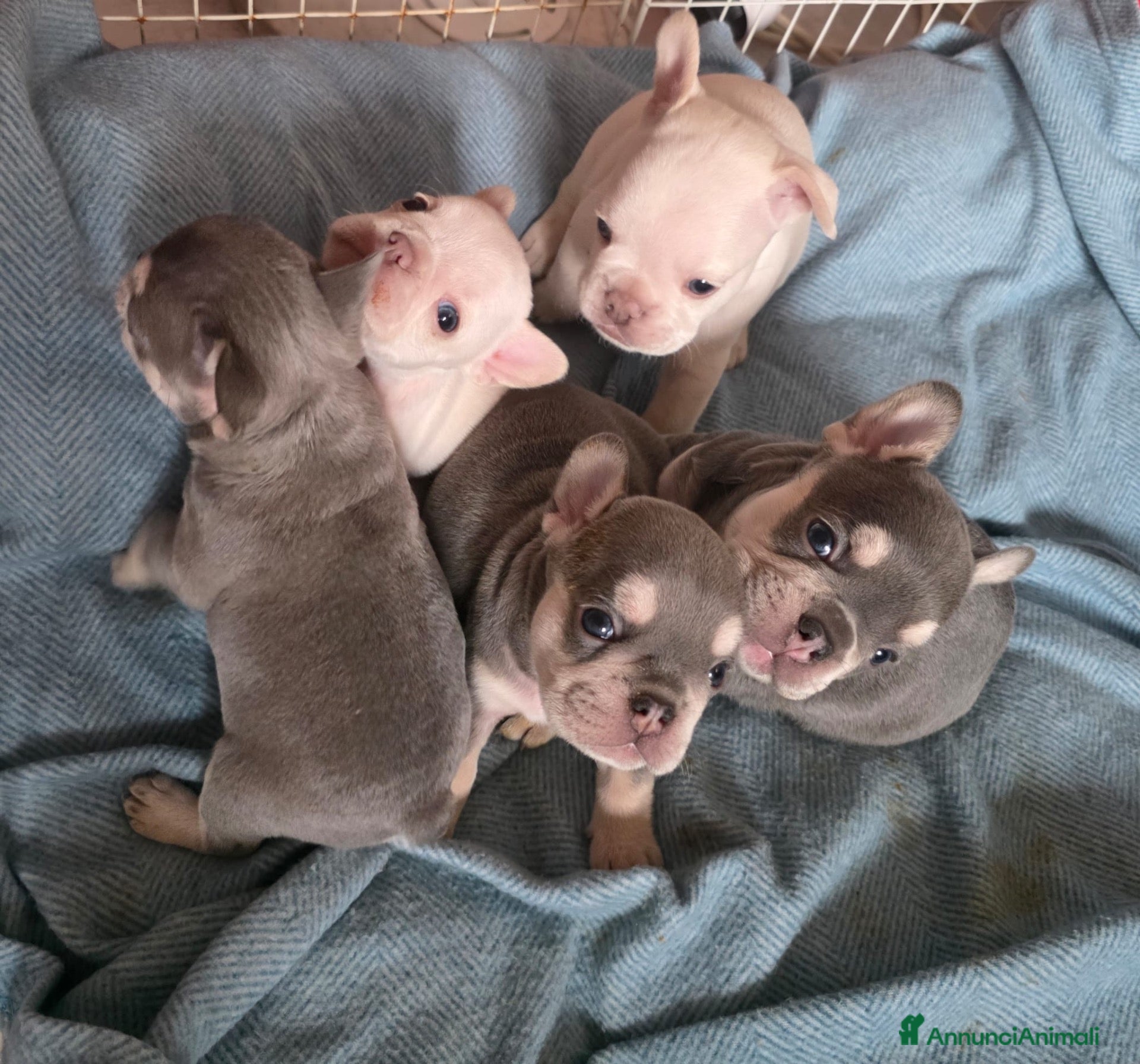 Bulldog Francese cani in vendita: Cuccioli Bulldog Francese (Lilac Tan e Platinum) - Annuncio 1