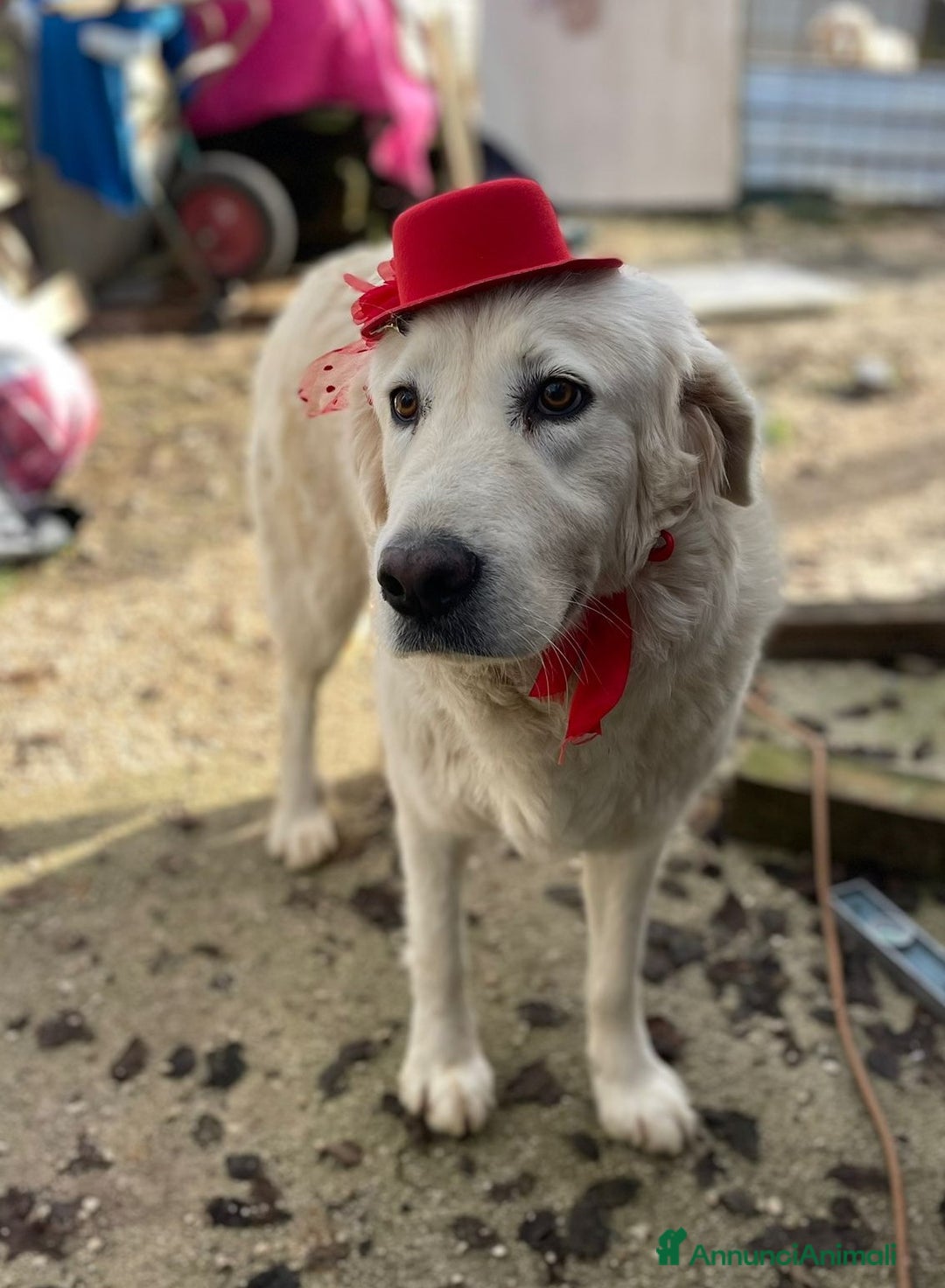 Meticcio cani in regalo: IL BELLISSIMO LUCKY - Annuncio 9