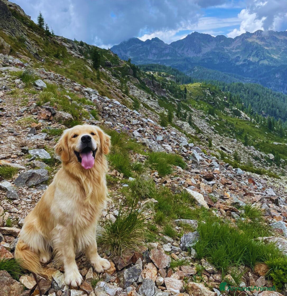 Golden Retriever cani GOLDEN RETRIEVER PER ACCOPPIAMENTO - Annuncio 2